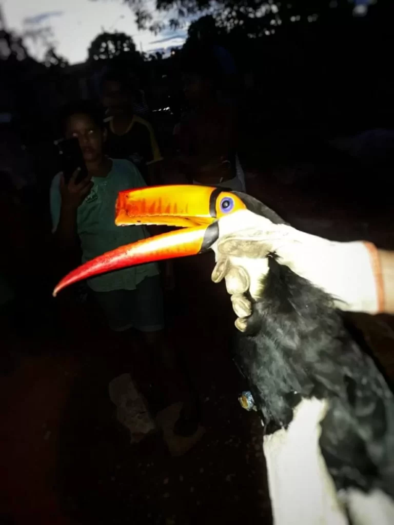 Tucano ferido ÃÂ© capturado por bombeiros militares