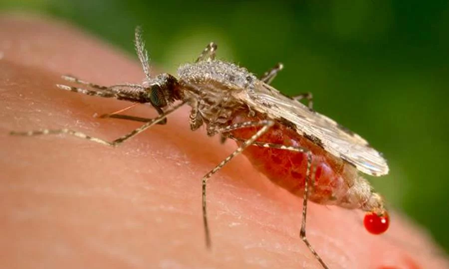 Tocantins tem reduÃÂ§ÃÂ£o em casos de transmissÃÂ£o local da MalÃÂ¡ria em 2020