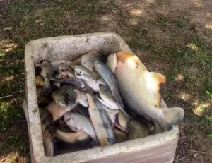 FiscalizaÃÂ§ÃÂ£o integrada realiza aÃÂ§ÃÂ£o preventiva de caÃÂ§a no Parque Estadual do Lajeado