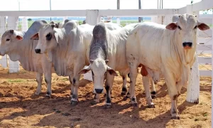 Campanha de vacinaÃÂ§ÃÂ£o contra aftosa teve inÃÂ­cio na sexta e prossegue atÃÂ© dia 31