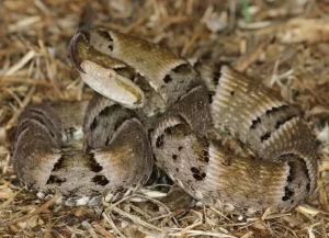 PolÃÂ­cia Militar faz alerta sobre acidentes e ÃÂ³bitos relacionados a serpentes