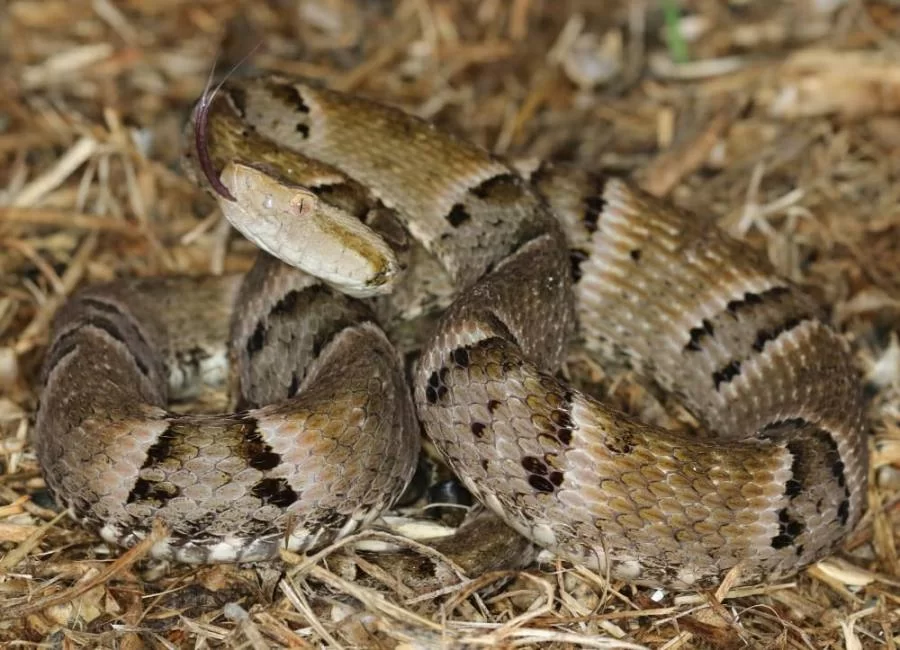 PolÃÂ­cia Militar faz alerta sobre acidentes e ÃÂ³bitos relacionados a serpentes