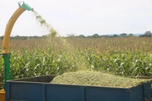 Silagem de milho, alternativa para alimentaÃÂ§ÃÂ£o de animais, serÃÂ¡ um dos assuntos  da Agrotins Digital