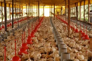 Agrotins 100% virtual apresentarÃÂ¡ palestra voltada para avicultura de precisÃÂ£o