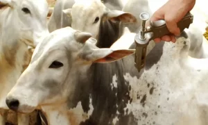 Tocantins prorroga vacinaÃÂ§ÃÂ£o contra febre aftosa para 15 de junho