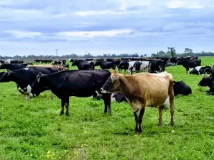 Agrotins 2020 apresenta raÃÂ§a de alto padrÃÂ£o para produÃÂ§ÃÂ£o leiteira