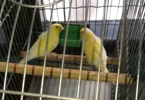 RenovaÃÂ§ÃÂ£o da licenÃÂ§a 2020-2021 para criadores de passeriformes no Tocantins jÃÂ¡ estÃÂ¡ disponÃÂ­vel