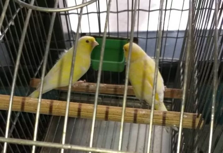 RenovaÃÂ§ÃÂ£o da licenÃÂ§a 2020-2021 para criadores de passeriformes no Tocantins jÃÂ¡ estÃÂ¡ disponÃÂ­vel