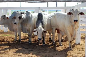 VacinaÃÂ§ÃÂ£o antiaftosa termina dia 15 de junho e a comprovaÃÂ§ÃÂ£o do ato segue atÃÂ© 31 de agosto