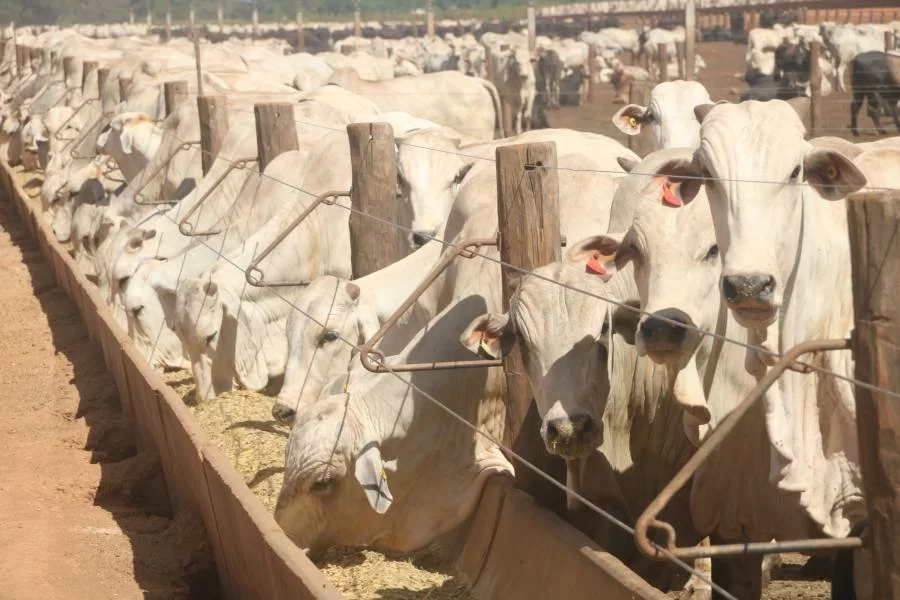 Fazenda modelo em confinamento ÃÂ© exemplo de alta genÃÂ©tica produtiva em bovinos