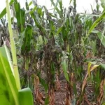 Tocantins acelera quase o dobro do Brasil nas exportações e transforma semestre em superávit de US$ 1,7 bilhão