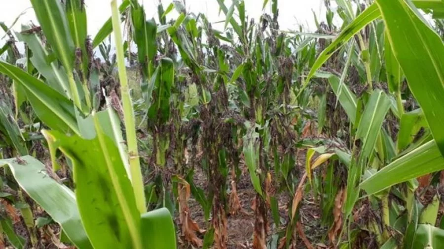 Produtor tem lavoura destruÃÂ­da por gafanhotos