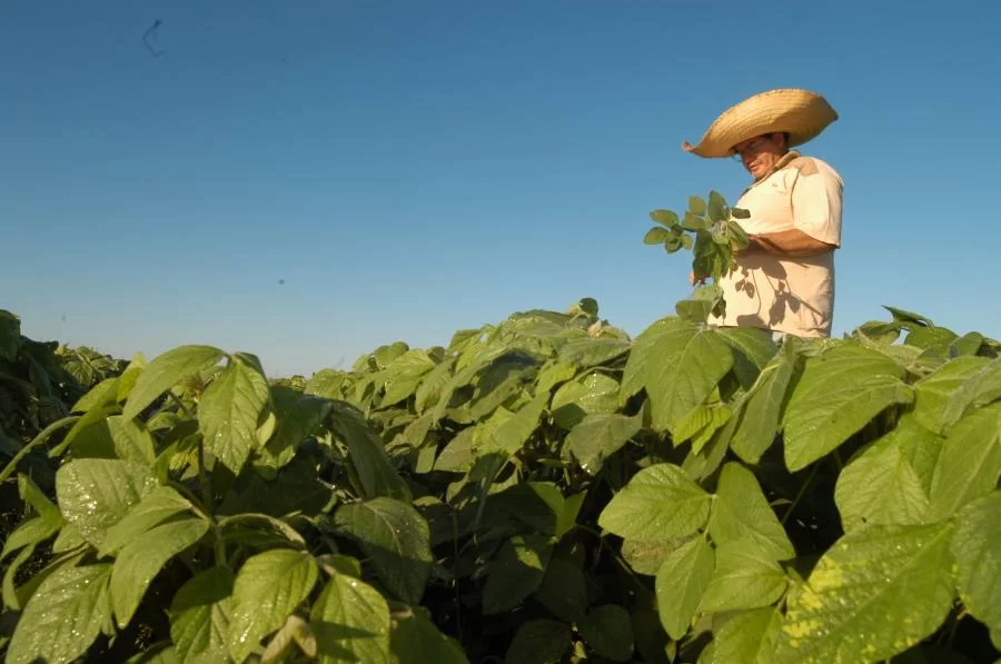 Alerta ÃÂ© emitido para doenÃÂ§a que pode acabar com plantaÃÂ§ÃÂµes de soja
