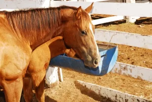 Adapec registra doenÃÂ§a de mormo em Santa FÃÂ© do Araguaia