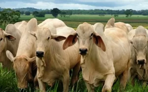 PreÃÂ§os de bovinos para reposiÃÂ§ÃÂ£o sofre alta no Tocantins com procura aquecida no mercado