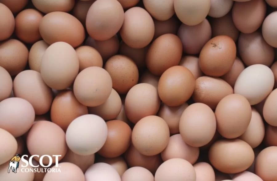 PreÃÂ§os dos ovos subiram na granja e no atacado