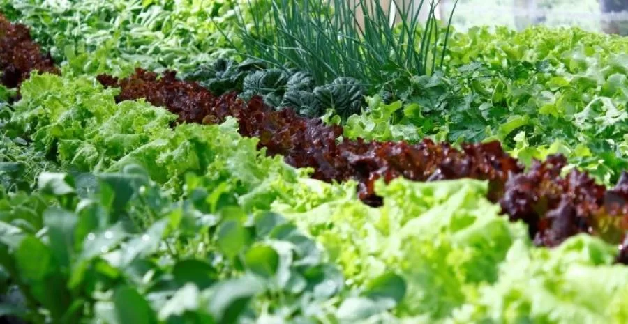 RegularizaÃÂ§ÃÂ£o na oferta influÃªncia queda nos preÃÂ§os das hortaliÃÂ§as