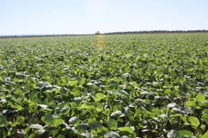 Plantio da soja estÃÂ¡ liberado a partir de 1ÃÂº de outubro