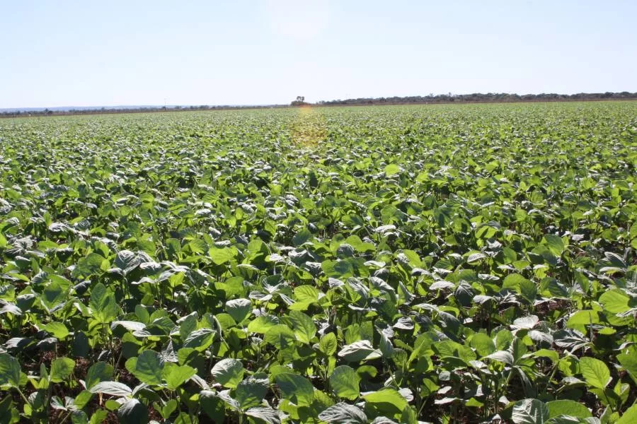 Plantio da soja estÃÂ¡ liberado a partir de 1ÃÂº de outubro