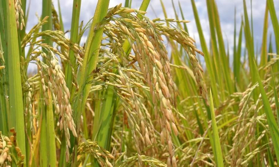 Pesquisa: Tocantins continua sendo o 3ÃÂº maior produtor de arroz do paÃÂ­s