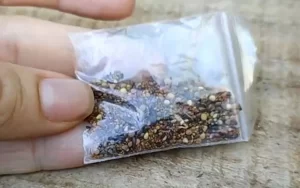 MAPA emite alerta para recebimento de sementes misteriosas; Tocantins estÃÂ¡ na lista