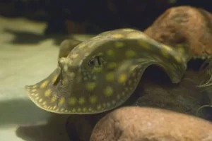 Governo retoma concessÃÂ£o de licenÃÂ§a para venda de raias de ÃÂ¡gua doce