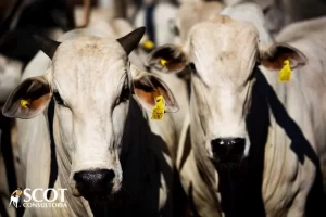 PreÃÂ§os firmes no mercado do boi gordo