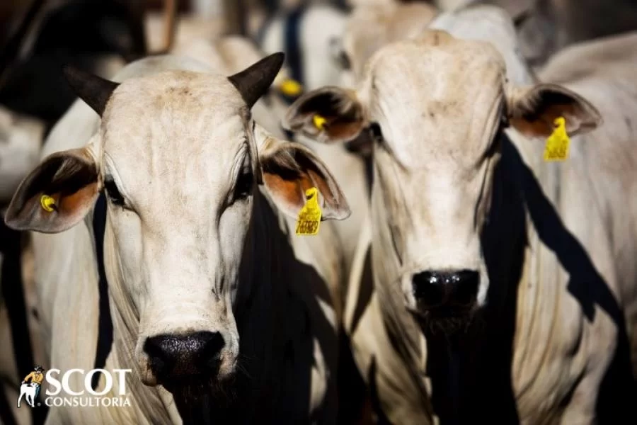 PreÃÂ§os firmes no mercado do boi gordo