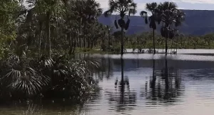 Tocantins divulga plano de aÃÂ§ÃÂ£o para conservaÃÂ§ÃÂ£o de espÃÂ©cies ameaÃÂ§adas de extinÃÂ§ÃÂ£o no Cerrado