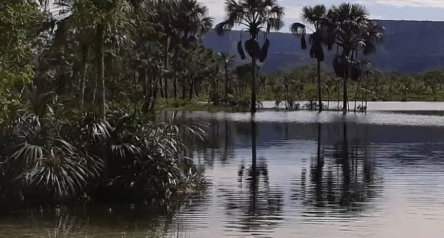 Tocantins divulga plano de aÃÂ§ÃÂ£o para conservaÃÂ§ÃÂ£o de espÃÂ©cies ameaÃÂ§adas de extinÃÂ§ÃÂ£o no Cerrado