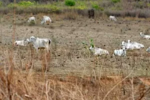 Proposta insere o Tocantins em aÃÂ§ÃÂµes de combate ÃÂ¡ seca em programa do Governo Federal