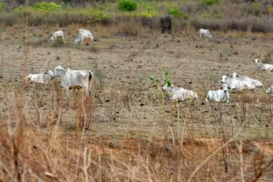 Proposta insere o Tocantins em aÃÂ§ÃÂµes de combate ÃÂ¡ seca em programa do Governo Federal