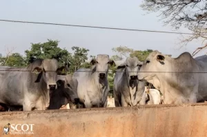 Mercado do boi gordo perde forÃÂ§a, mas viÃÂ©s ainda ÃÂ© de alta