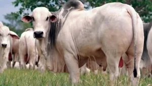 ProjeÃÂ§ÃÂ£o para o agro negÃÂ³cio brasileiro apresenta crescimento de 1,5% em 2020