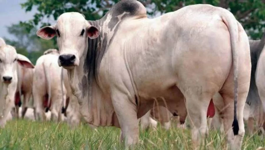 ProjeÃÂ§ÃÂ£o para o agro negÃÂ³cio brasileiro apresenta crescimento de 1,5% em 2020