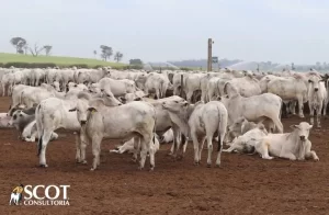 CotaÃÂ§ÃÂ£o da arroba do boi gordo sobe na maioria das praÃÂ§as pecuÃÂ¡rias