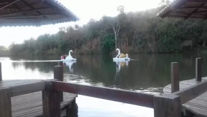 Lago do Parque das ÃÂguas recebe peixes que ajudam na qualidade da ÃÂ¡gua