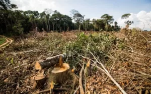 RelatÃÂ³rio revela que mais de 165mil hectares de ÃÂ¡reas foram desmatadas no Tocantins