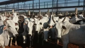 PreÃÂ§os firmes no mercado do boi gordo nesta segunda-feira