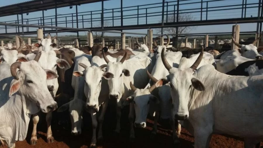 PreÃÂ§os firmes no mercado do boi gordo nesta segunda-feira