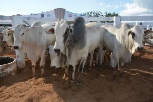 Tocantins vacina mais de 4,1 milhÃÂµes de bovÃÂ­deos contra aftosa e rebanho supera os 9 milhÃÂµes