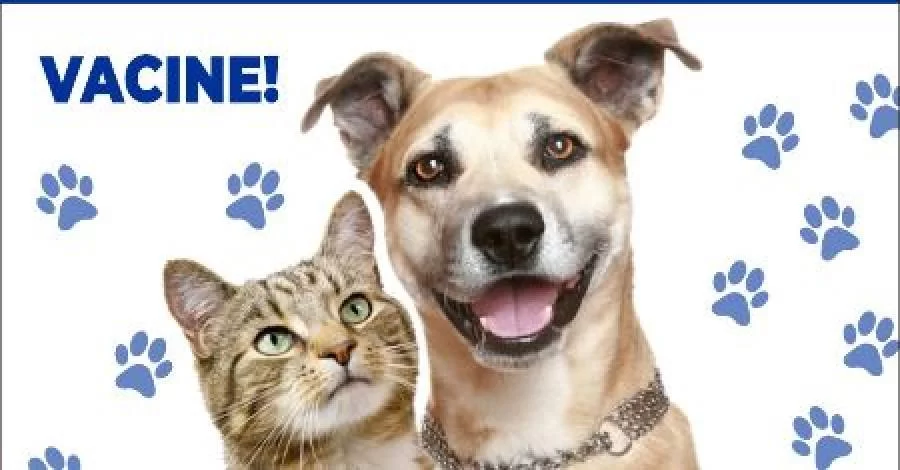 MunicÃÂ­pio de Gurupi comeÃÂ§a a imunizaÃÂ§ÃÂ£o de cÃÂ£es e gatos com a vacinaÃÂ§ÃÂ£o antirrÃÂ¡bica