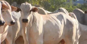 Brasil exportou 23,55 mil toneladas de carne bovina ao Exterior no inÃÂ­cio de fevereiro, diz Governo