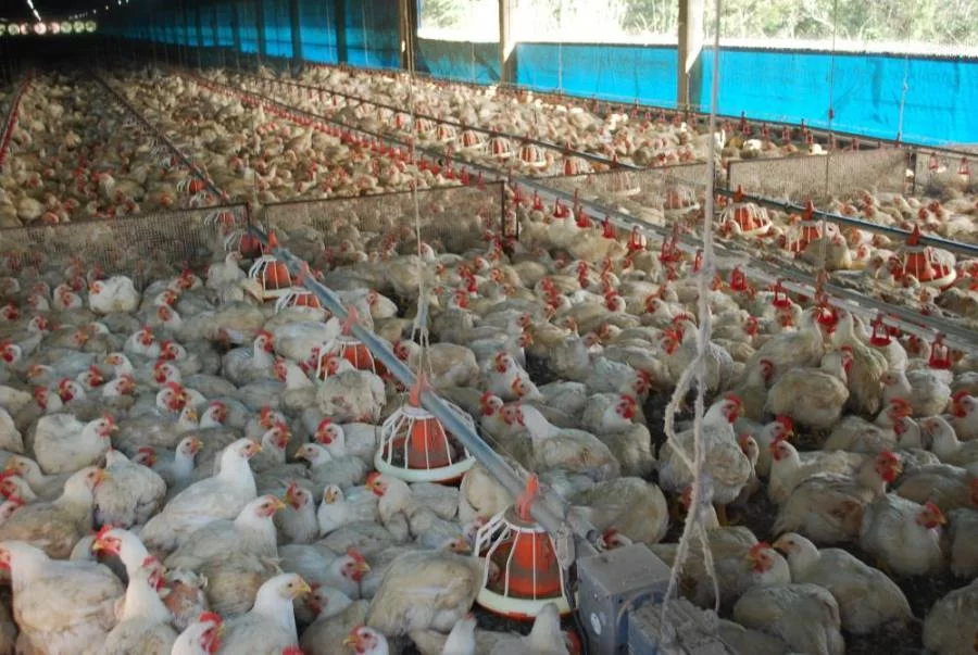 Setor AvÃÂ­cola no Tocantins teve aumento na produÃÂ§ÃÂ£o de 43%: As maiores granjas sÃÂ£o na RegiÃÂ£o Centro- Norte e Palmeirante conta com frigorifico