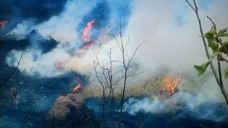 Tocantins no ano de 2020 registrou 2.442.408 hectares de vegetaÃÂ§ÃÂ£o queimadas