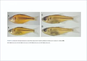 Pesquisa revela duas novas espÃÂ©cies de peixes na bacia do rio Tocantins