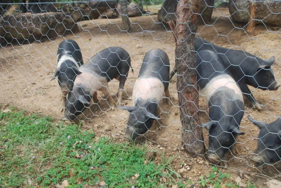 Tocantins continua livre da Peste SuÃÂ­na ClÃÂ¡ssica, diz nota tÃÂ©cnica do MAPA