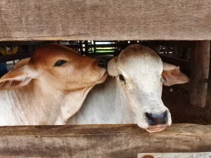 Estado do Tocantins se prepara para imunizar rebanho bovino e bubalino contra a febre aftosa