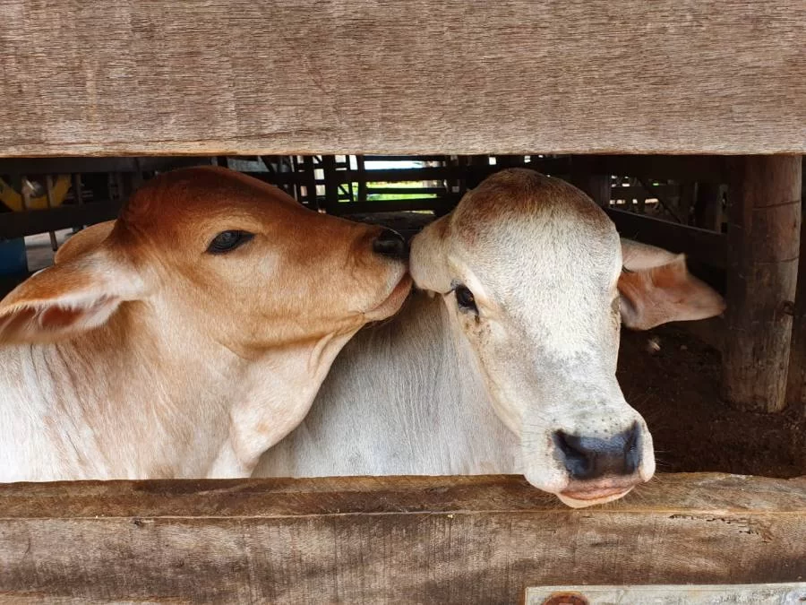 Estado do Tocantins se prepara para imunizar rebanho bovino e bubalino contra a febre aftosa