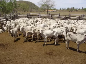 Preço da reposição de bezerros em crescente alta no Tocantins, produtores comemoram